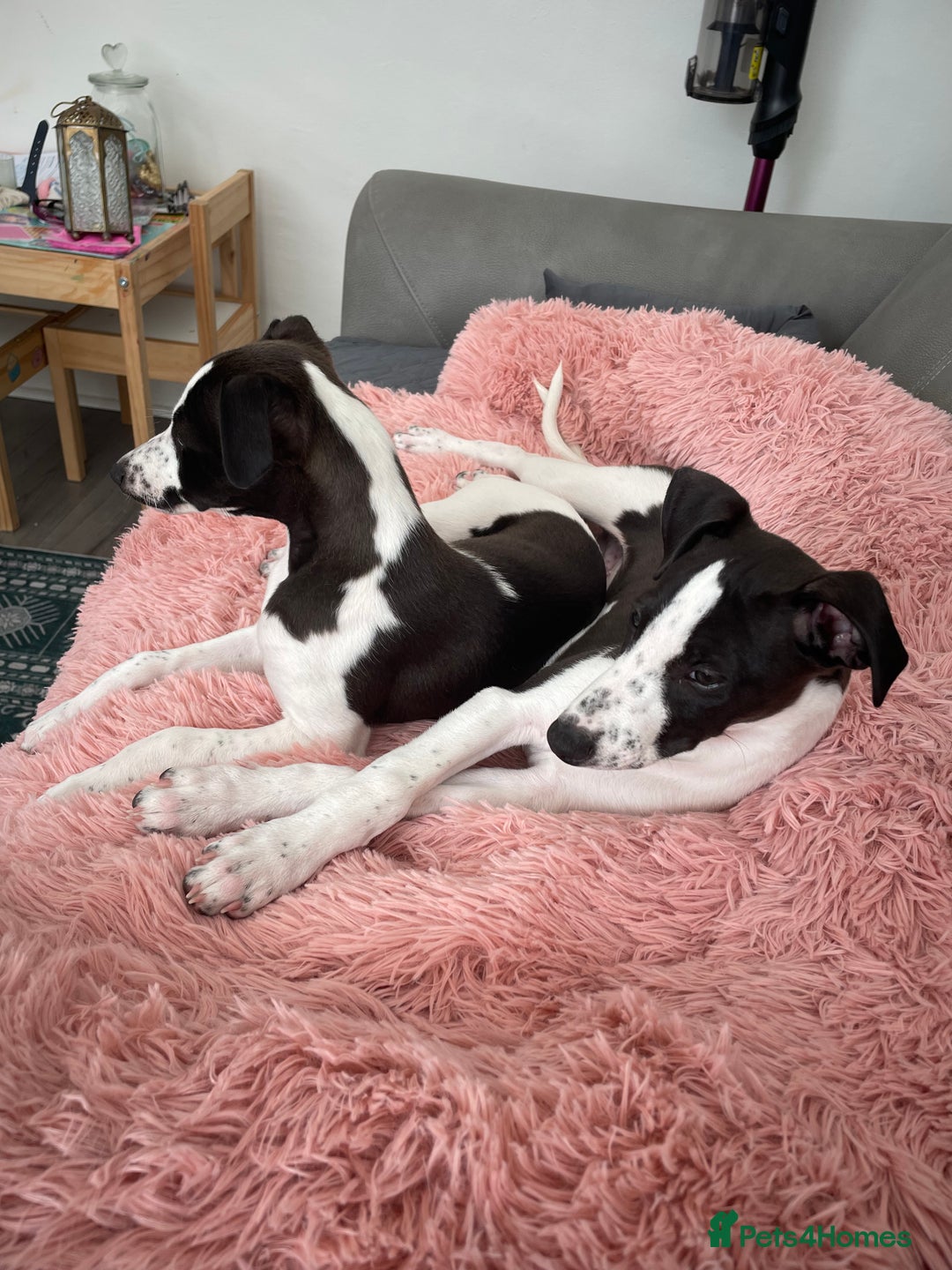 Whippet dogs for sale: KC Registered Whippet Puppies - Image 11
