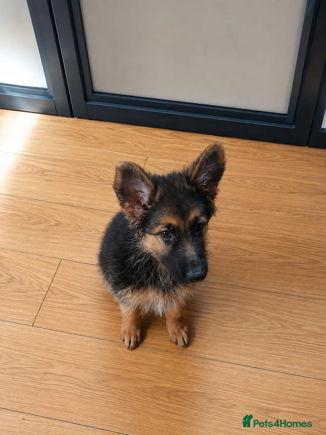 German Shepherd dogs for sale: Beautiful Rare German shepard puppy - Advert 4