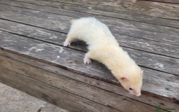 Ferret rodents for sale: Albino ferrets  - Image 2