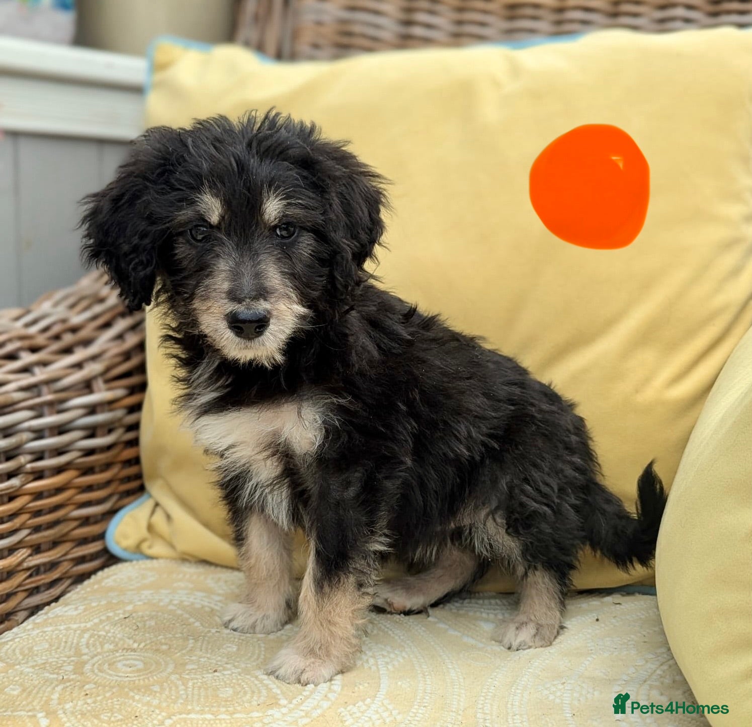 Bordoodle dogs for sale: Standard Bordoodle puppies- ready now - Advert 21
