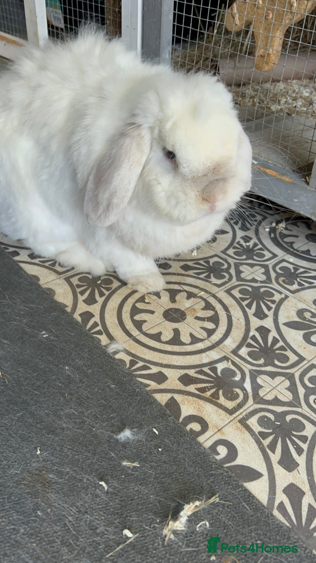 Mini Lop rabbits for sale: Male mini lop  - Image 11