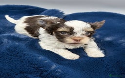 Yorkshire Terrier dogs for sale:  New Litter of Exotic Colourful Yorkshire Terriers - Image 10