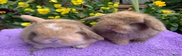 Mini Lop rabbits for sale: Gorgeous mini lop babies ready October - Advert 3