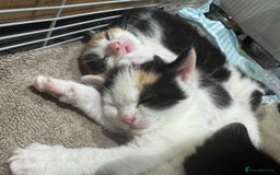British Shorthair cats for sale: British Shorthair Kittens – Black & White & Beige - Image 4