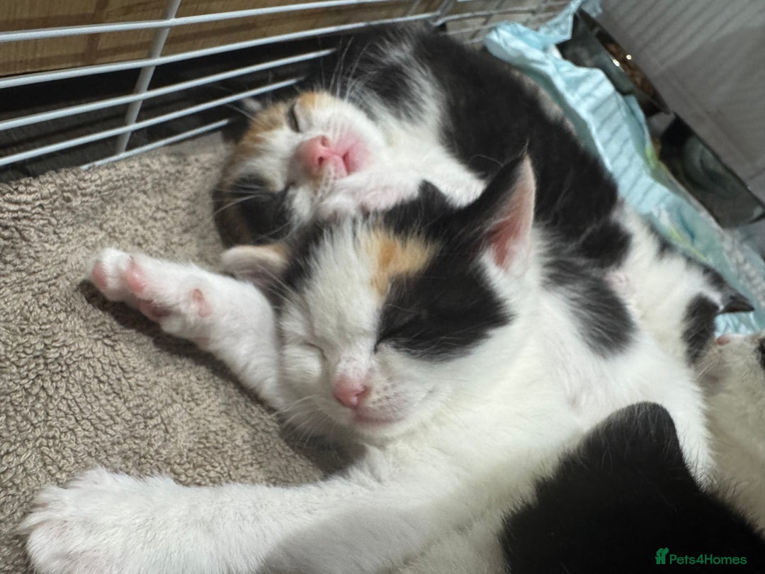 British Shorthair cats for sale: British Shorthair Kittens – Black & White & Beige - Image 4