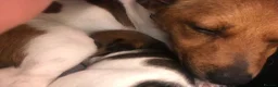 Jack Russell dogs for sale: Beautiful Jack Russel Puppies - Advert 3