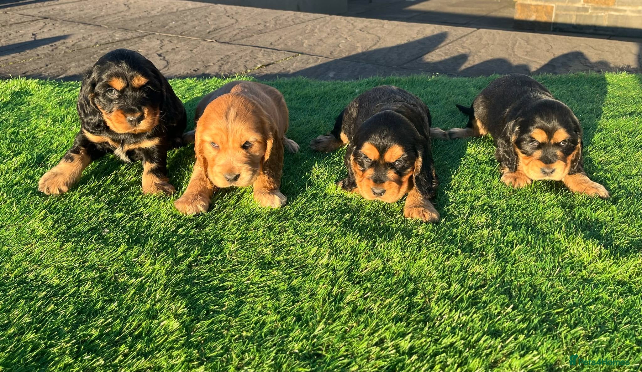 Cocker Spaniel dogs KC Registered Show Type Cocker Spaniels - Advert 2