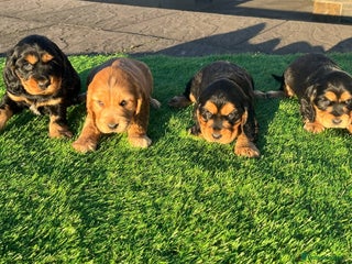 Cocker Spaniel dogs KC Registered Show Type Cocker Spaniels - Advert 12