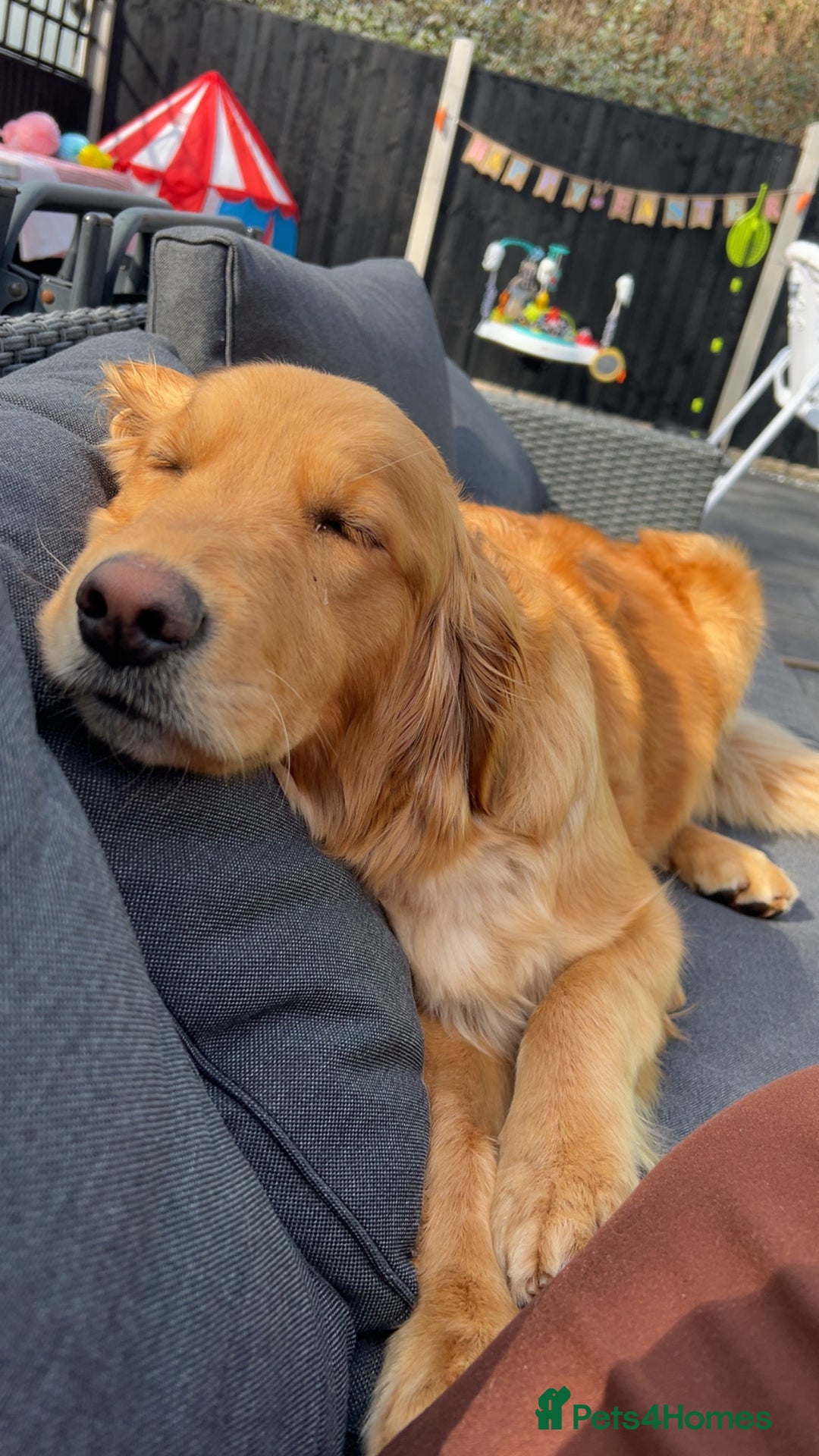 Golden Retriever dogs for sale: WAITING LIST FOR PUPPIES DUE TO LEAVE DECEMBER - Advert 4