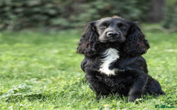 Cocker Spaniel dogs for sale: KC Registered Cocker Spaniel Puppies in Canterbury - Image 20