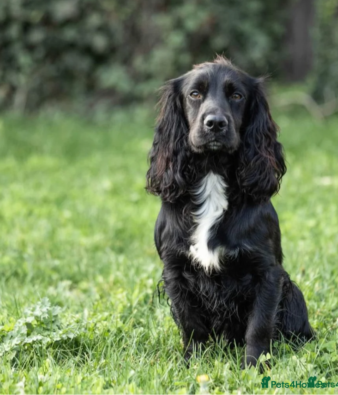 Cocker Spaniel dogs for sale: KC Registered Cocker Spaniel Puppies in Canterbury - Image 20