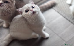 Scottish Fold cats for sale: Tica pedigree Scottish Fold and Scottish straight  in Croydon - Image 11