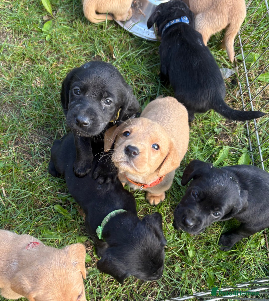 Cockerdor dogs for sale: 🐶Cockerdor Puppies 🐶 - Image 28