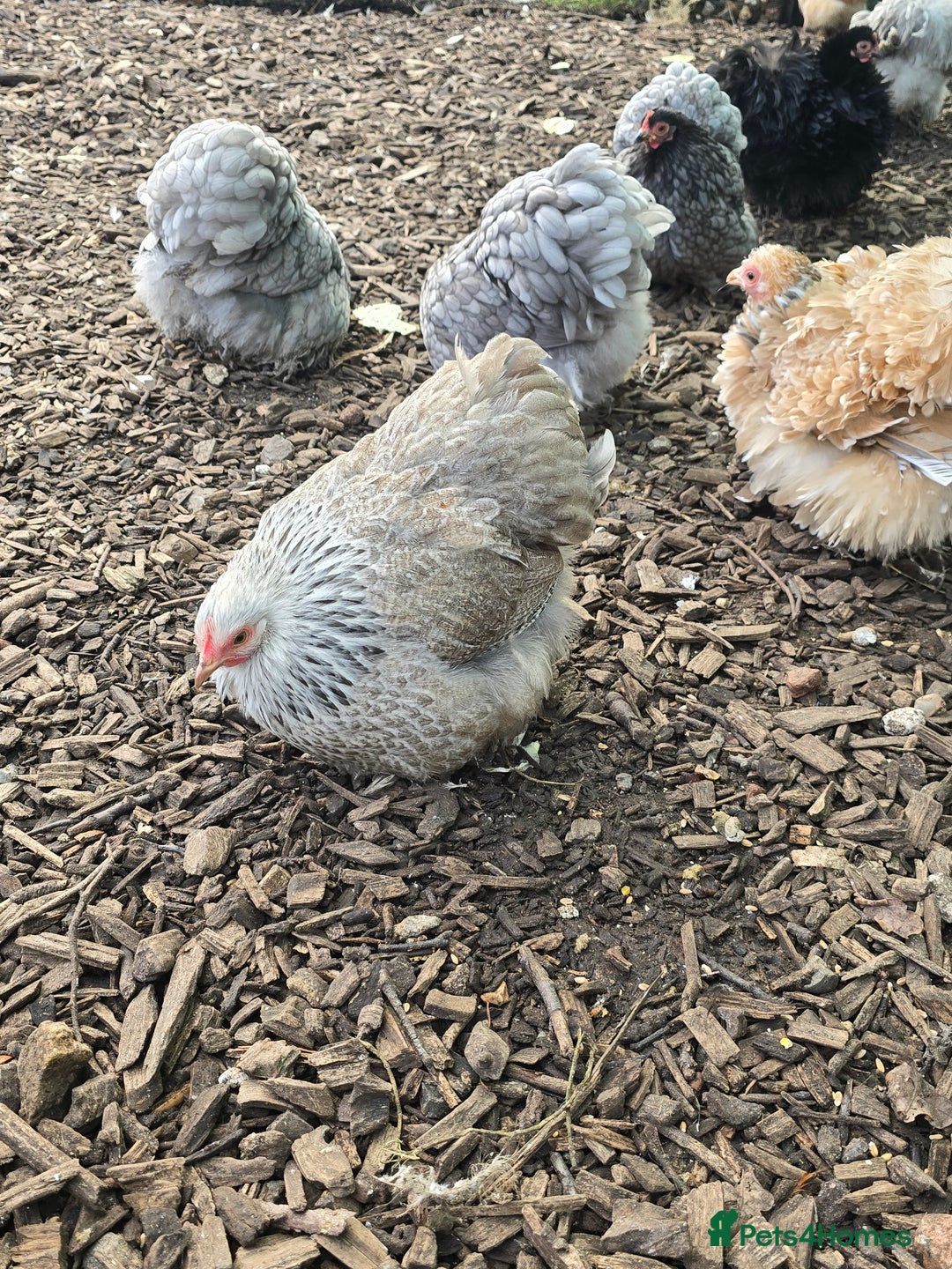 Chickens poultry for sale: Pekin Bantam Pullets  - Advert 8