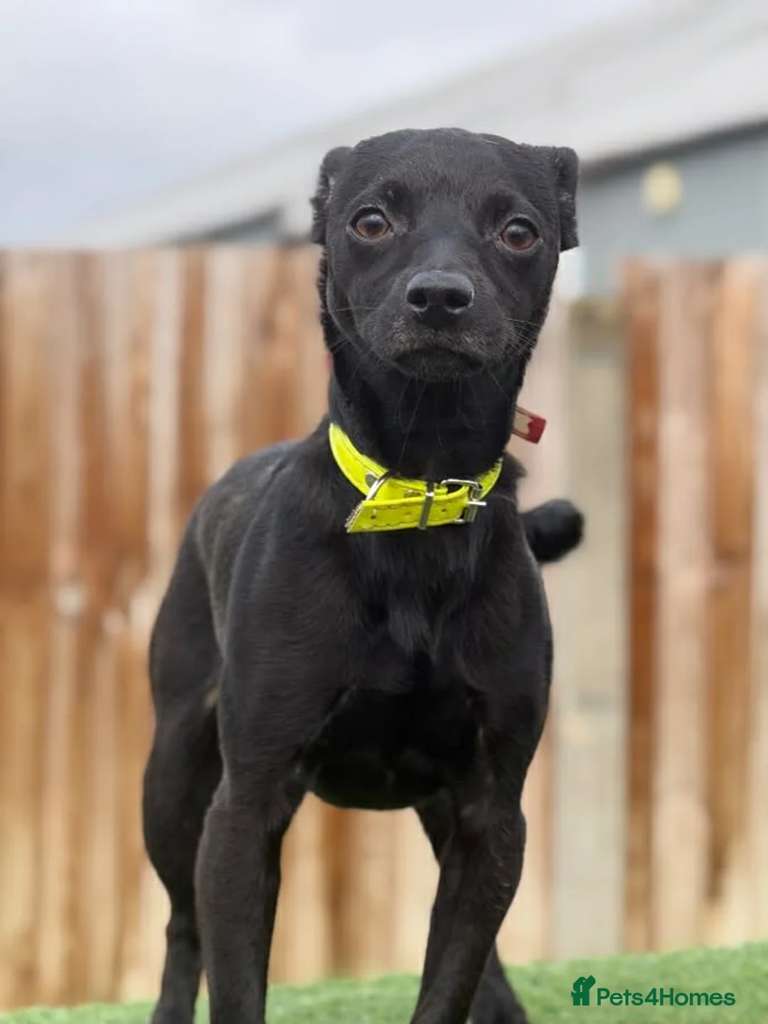 Patterdale Terrier dogs for sale: Luna  - Advert 2