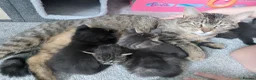 Maine Coon cats for sale: Half main coon kittens - Advert 40