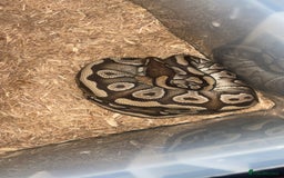 Snake reptiles for sale: MOJAVE BALL PYTHON  in Chesterfield - Image 3