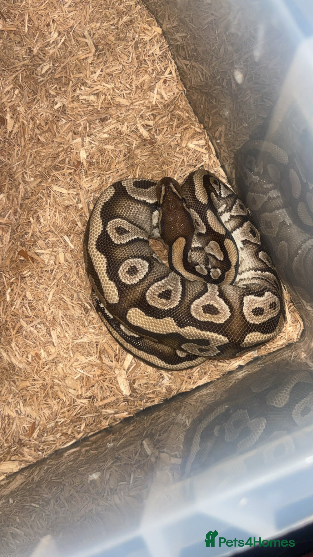 Snake reptiles for sale: MOJAVE BALL PYTHON  in Chesterfield - Image 3