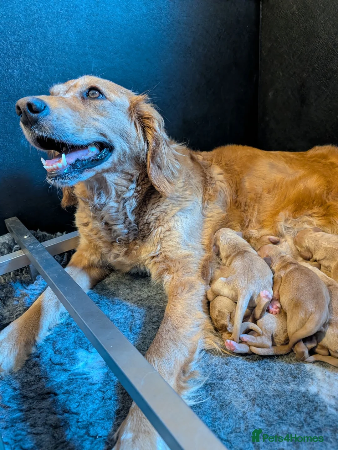 Golden Retriever dogs for sale: DNA hereditary clear puppies  - Advert 2
