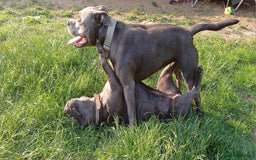 Staffordshire Bull Terrier dogs for stud: Blue Staffordshire bul terrier stud in Woking - Image 5