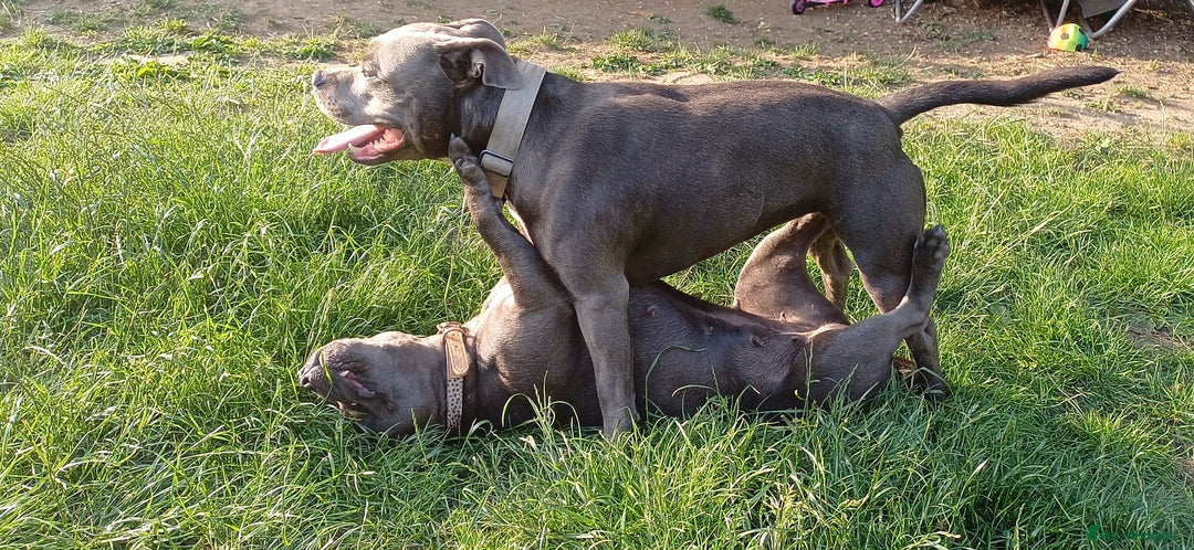 Staffordshire Bull Terrier dogs for stud: Blue Staffordshire bul terrier stud in Woking - Image 5