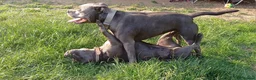 Staffordshire Bull Terrier dogs for stud: Blue Staffordshire bul terrier stud in Woking - Advert 5