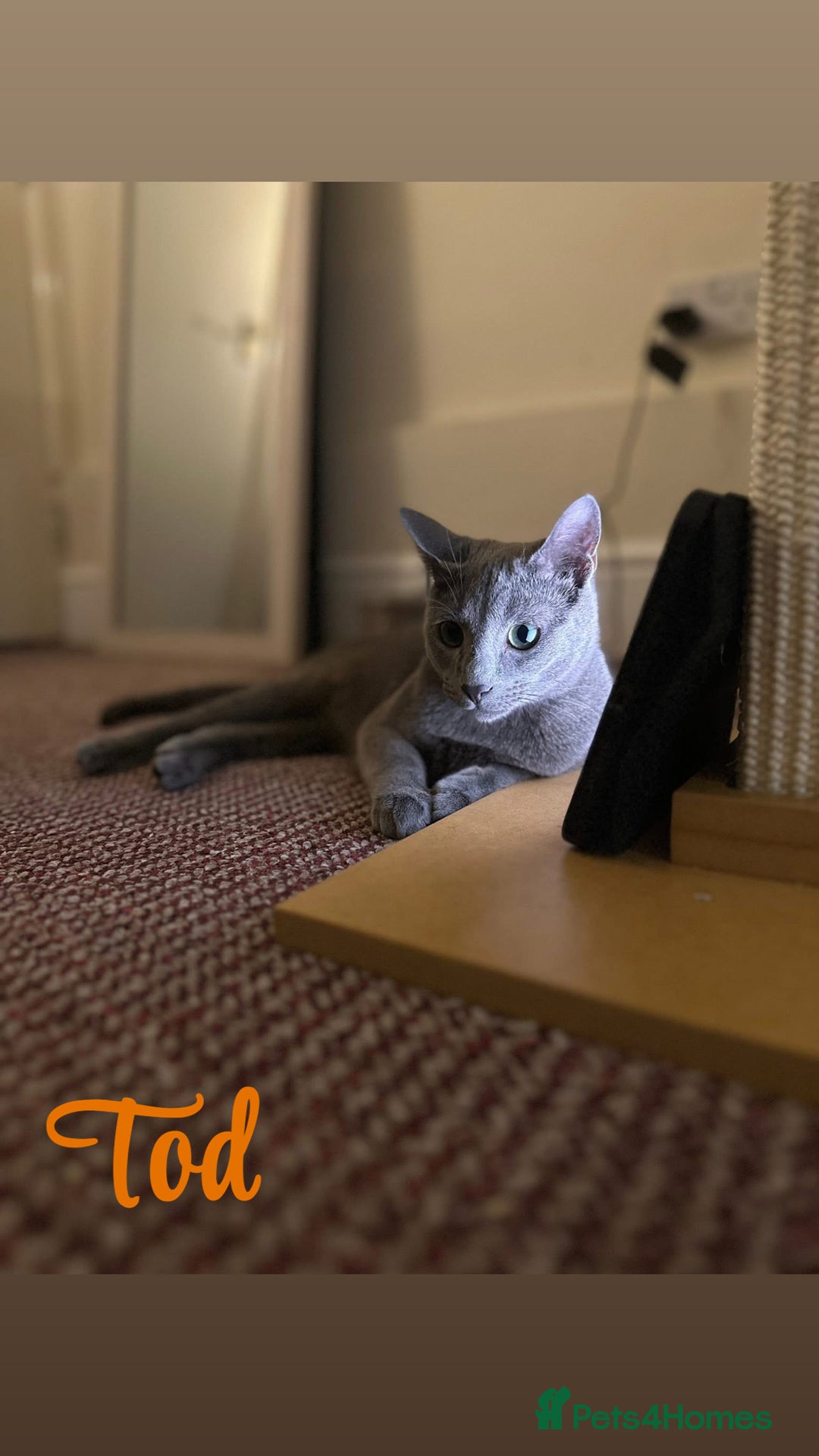 Russian Blue cats for sale: 2 x Pedigree Russian Blue GCCF - Advert 3