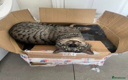 Savannah cats for sale: Retired F5 Silver Savannah boy with black nose - Image 6