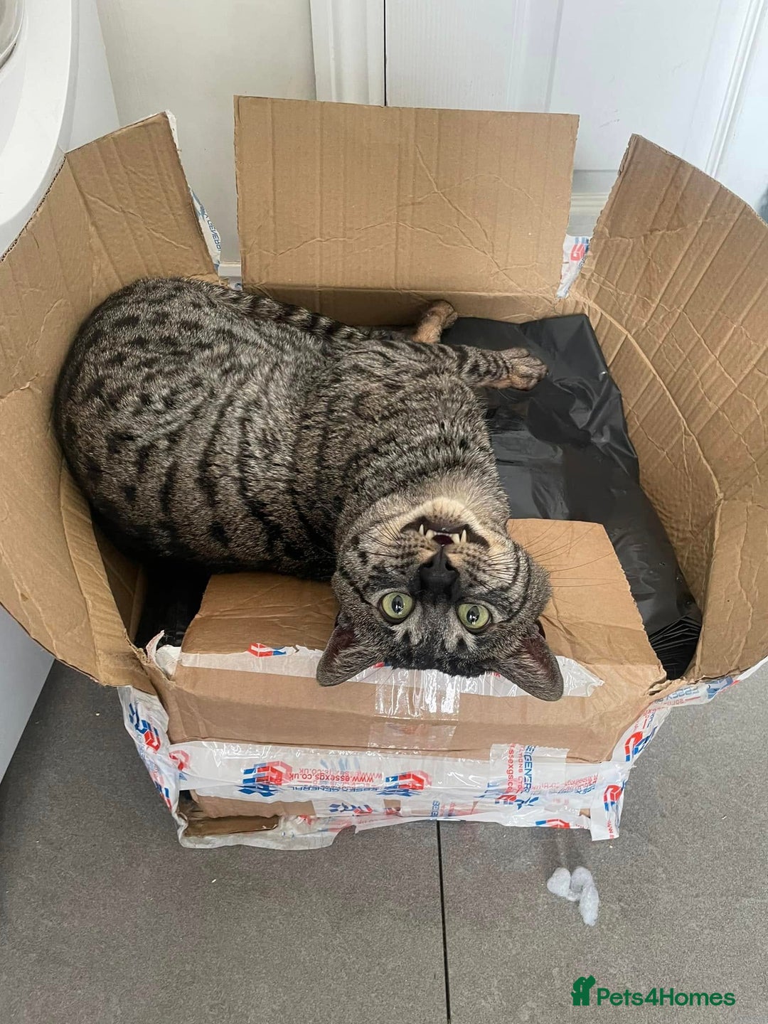 Savannah cats for sale: Retired F5 Silver Savannah boy with black nose - Image 6