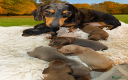 Dachshund dogs for sale: Beautiful mini dachshunds puppies  - Image 10