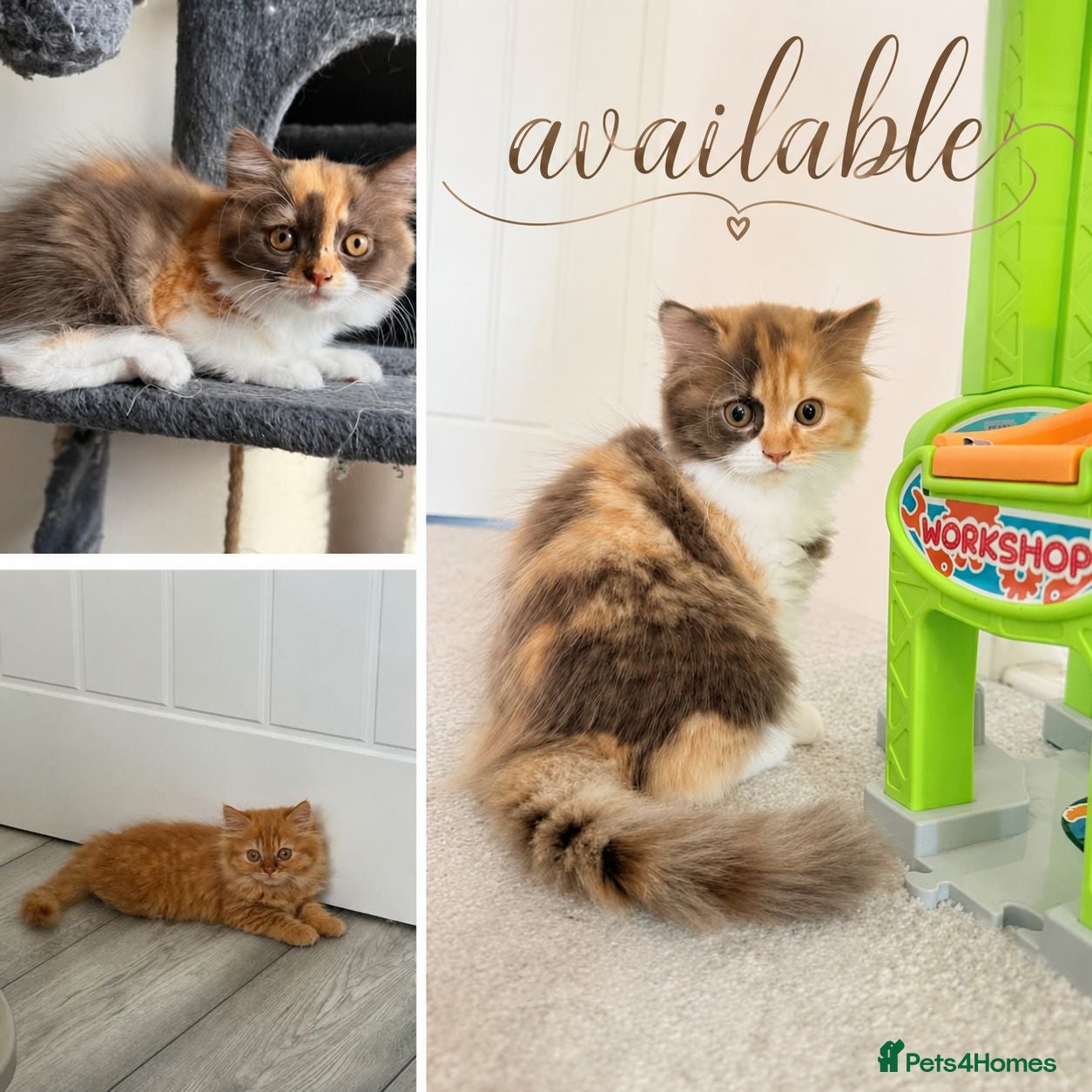 British Longhair cats Available now British Longhair kittens - TICA  - Advert 1