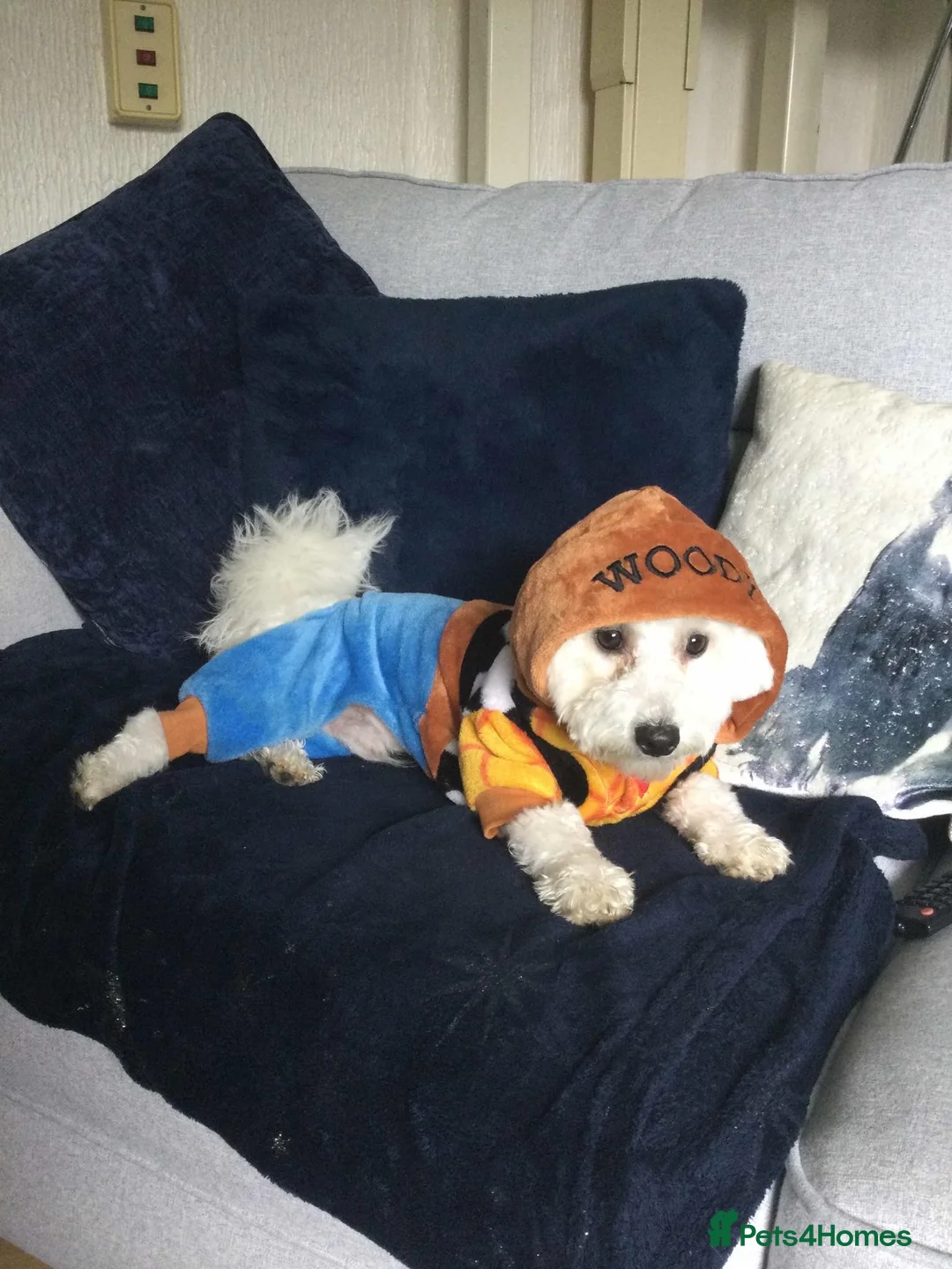 Bichon Frise dogs for stud: Bichon frise for stud  in Atherstone - Advert 10