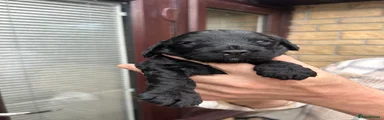 Cockapoo 2