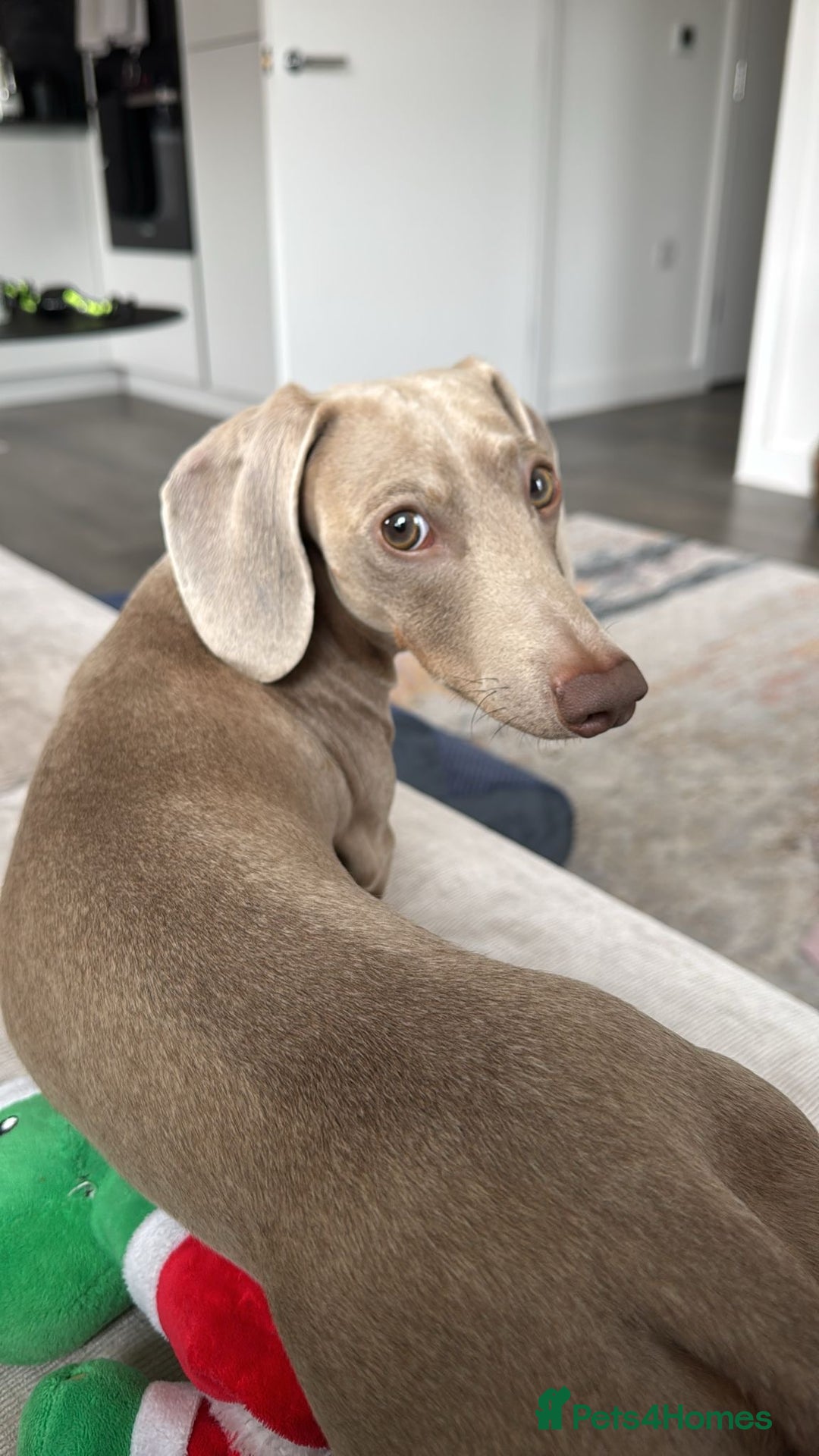 Miniature Dachshund dogs for stud: Mini Dachshund isabella colour for stud - Image 3