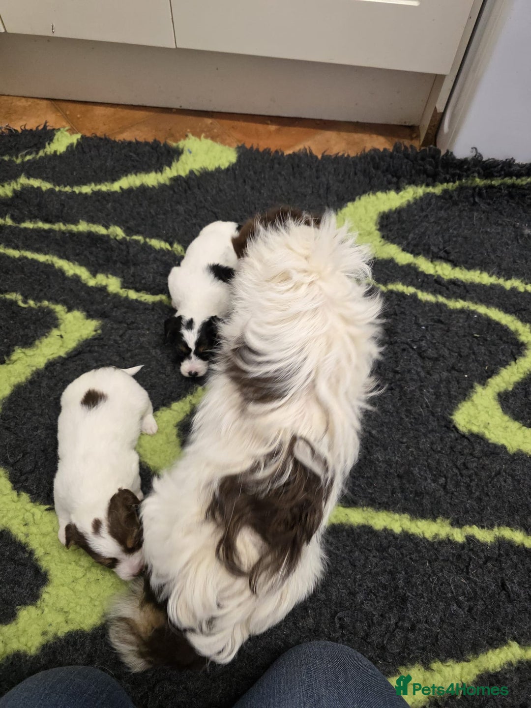 Jack Russell dogs for sale: Bred From Health Tested Parents - Advert 20