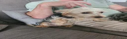 Yorkshire Terrier dogs for sale: Yorkie Pup 8 months old - Advert 3