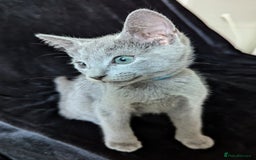 Russian Blue cats for sale: Pedigree TICA Registered kittens - Image 12