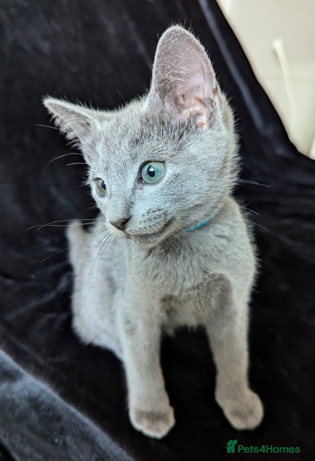 Russian Blue cats for sale: Pedigree TICA Registered kittens - Image 12
