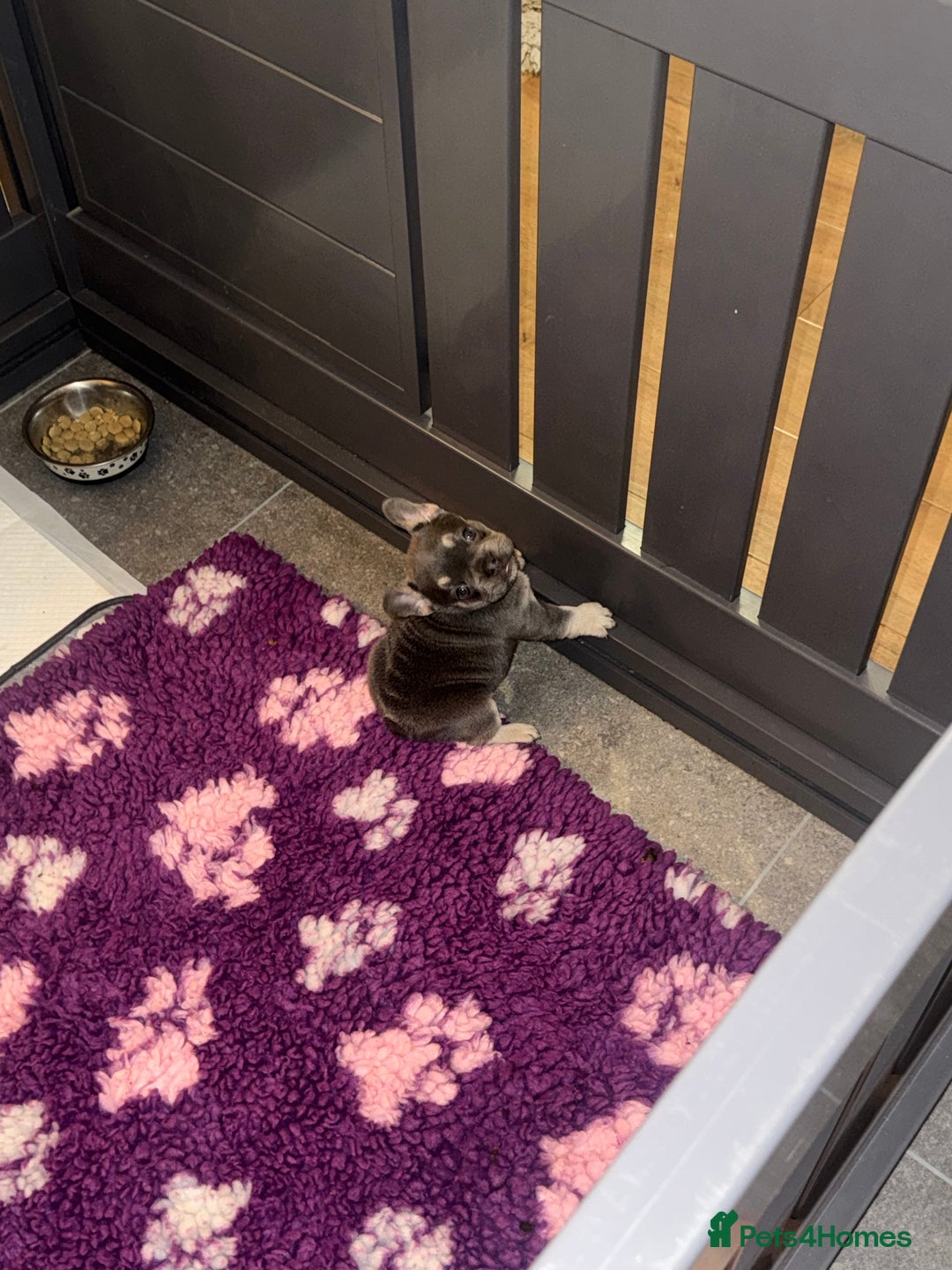 French Bulldog dogs for sale: One Female French bulldog  - Advert 4