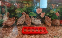 Quail poultry for sale: Mixed Japanese Courtnix Quails - Image 11