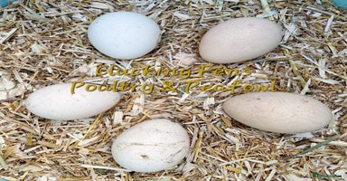 Peafowl poultry - Advert 3