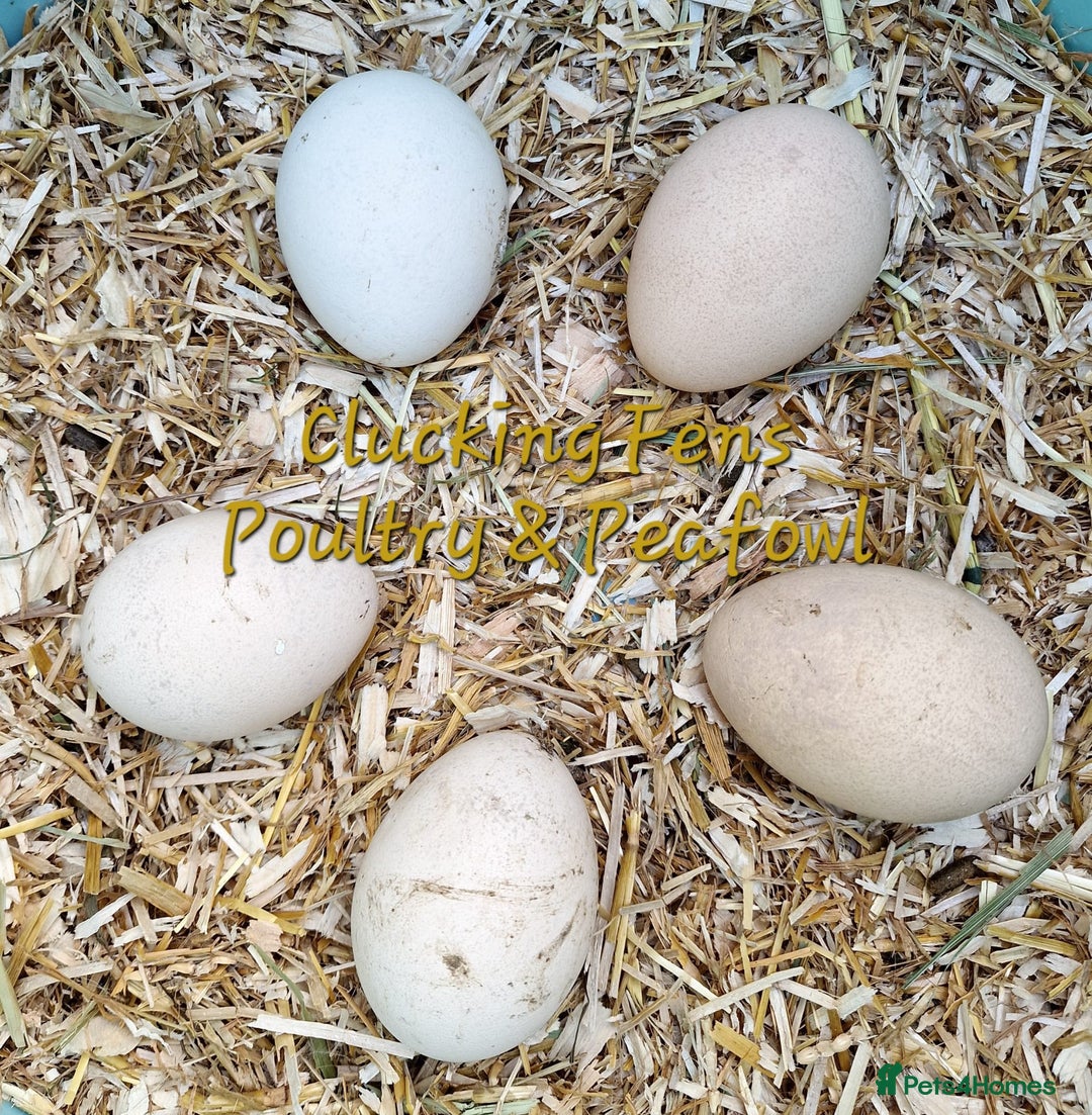 Peafowl poultry for sale: Peafowl Breeding stock for rehome - Image 3