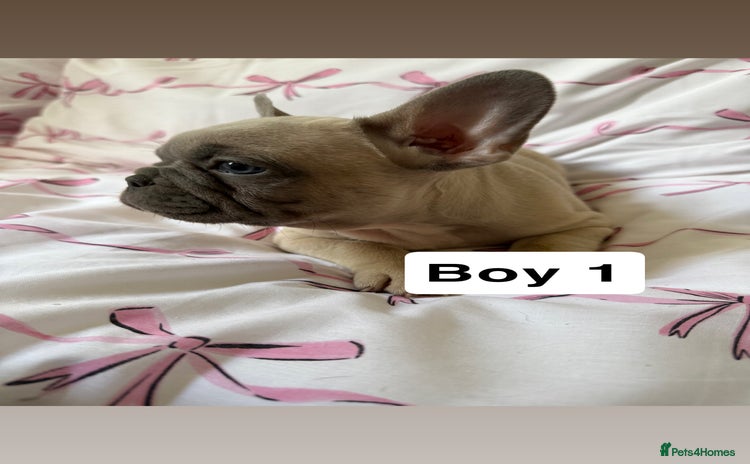 French Bulldog dogs - Advert 1