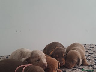 Dachshund dogs Miniature dachshund puppies - Advert 5