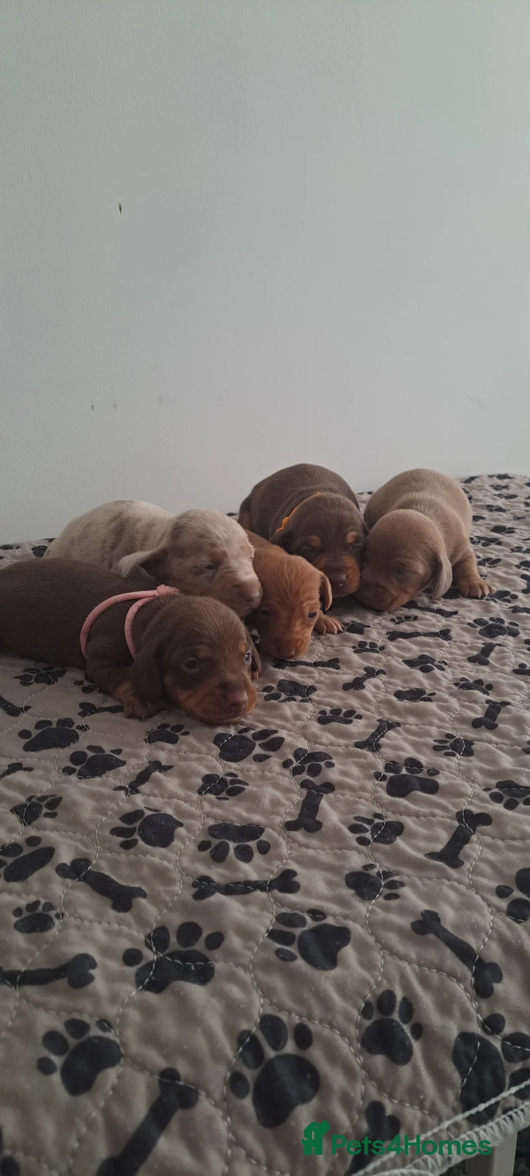 Dachshund dogs for sale: Miniature dachshund 1 girl left - Advert 8