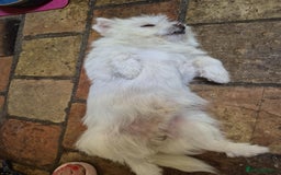 Mixed Breed dogs for adoption: Sonic - Dereham Norfolk  - Image 8