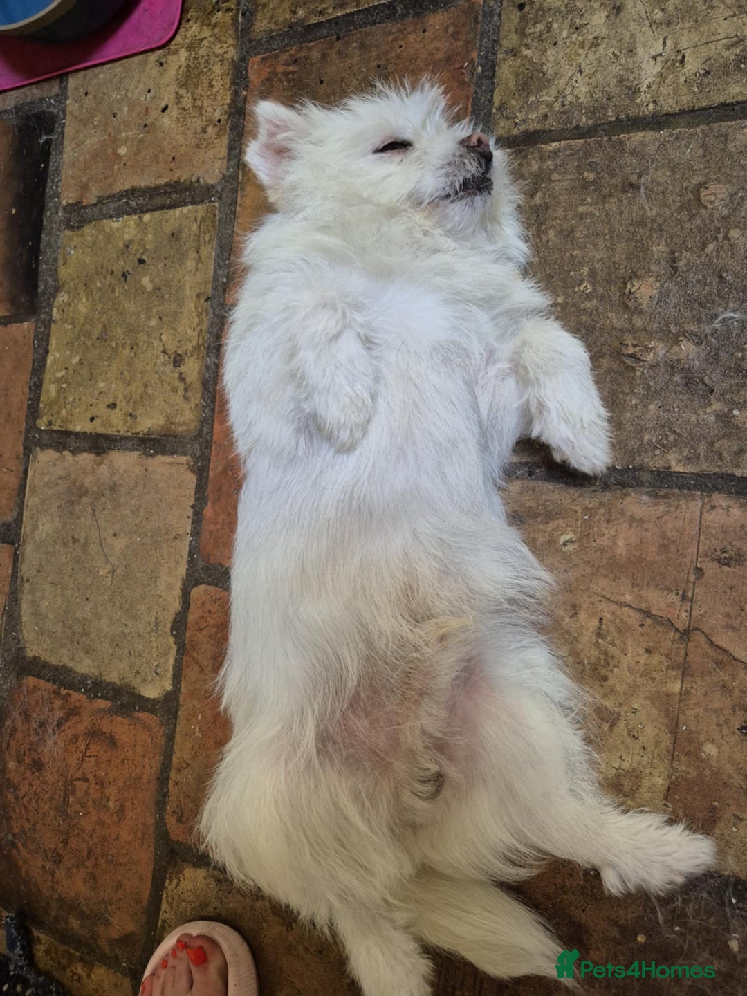 Mixed Breed dogs for adoption: Sonic - Dereham Norfolk  - Image 8