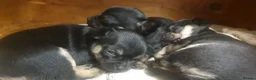 Chihuahua dogs for sale: Beautiful chihuahua puppies  - Advert 3