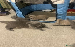 British Shorthair cats for sale: CHAMPION HERITAGE BABIES  - Image 14