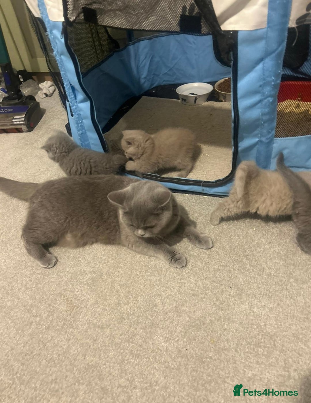 British Shorthair cats for sale: CHAMPION HERITAGE BABIES  - Image 14